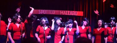 RebellesSpottedMallard131115_028
