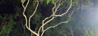 Scenery at Warrawee Park 18/3/17