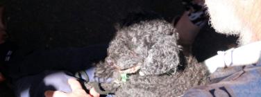 The puppy at M-Pavillion 06/01/2019