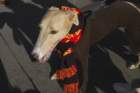 photo176_small.jpg