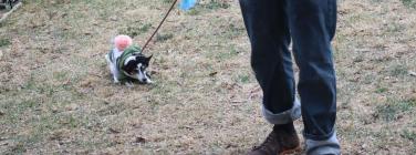 Grand Dog Parade at the Village Festival 2019
