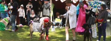 Grand Dog Parade at the Village Festival 2019