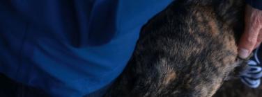 Grand Dog Parade at the Village Festival 2019