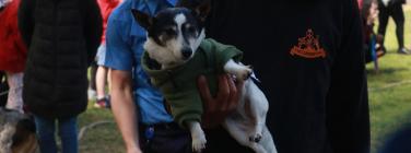 Grand Dog Parade at the Village Festival 2019