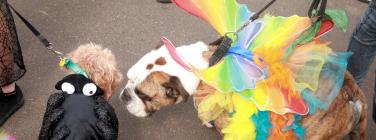 The puppy at the Yarraville Festival 2020