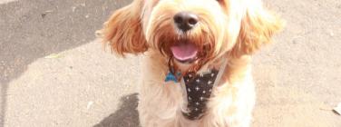The puppy at the Yarraville Festival 2020