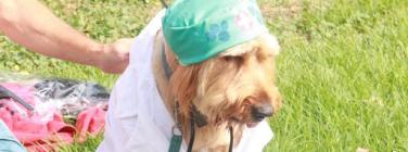 The puppy at the Yarraville Fesitval 2020