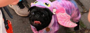 Dog parade at the Yarraville Festival 2020