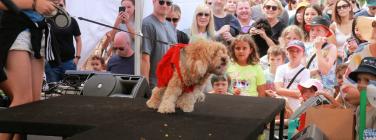Dog parade at the Yarraville Festival 2020