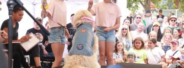 Dog parade at the Yarraville Festival 2020