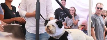Dog parade at the Yarraville Festival 2020