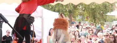 Dog parade at the Yarraville Festival 2020