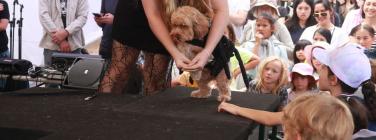 Dog parade at the Yarraville Festival 2020