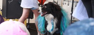 Dog parade at the Yarraville Festival 2020