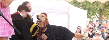 Dog parade at the Yarraville Festival 2020