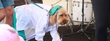 Dog parade at the Yarraville Festival 2020