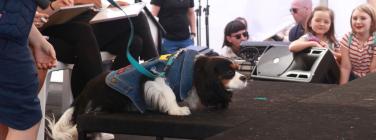 Dog parade at the Yarraville Festival 2020