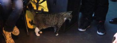 The kitty at the Abbotsford Convent 03/07/22