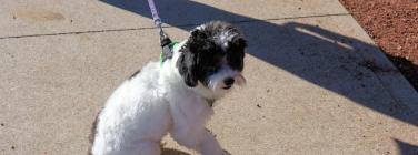 Community Cup 2025: The puppy