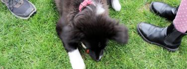 Community Cup 2025: The Puppy