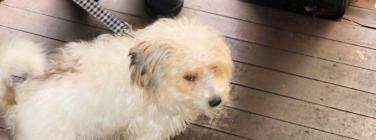 The puppy at Yorkshire Stingo 30/09/25